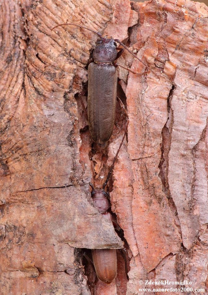 Tesařík hnědý, Arhopalus rusticus, Cerambycidae (Brouci, Coleoptera)